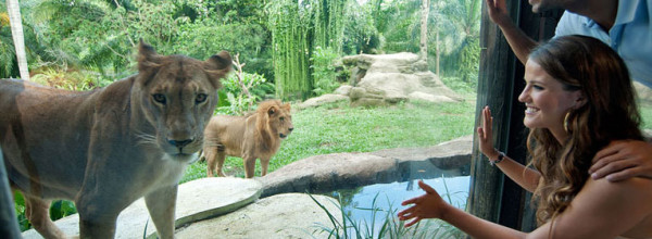 Bali-Zoo9